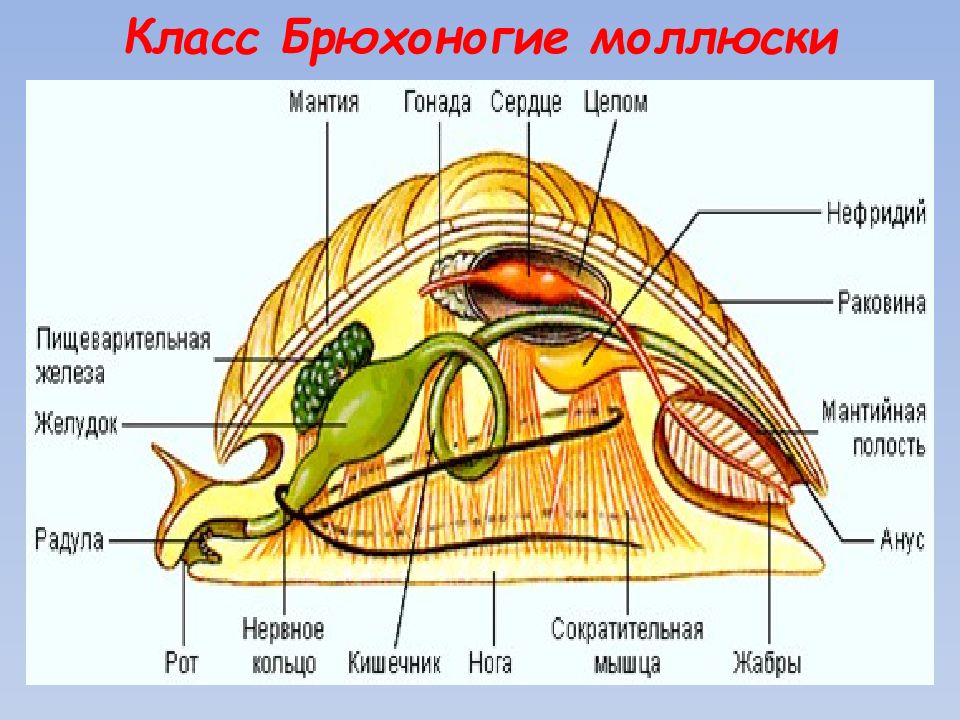Биология брюхоногих моллюсков. Тип моллюски внутреннее строение. Тип моллюски класс брюхоногие моллюски. Внутреннее строение брюхоногого моллюска. Класс брюхоногие моллюски 7 класс.