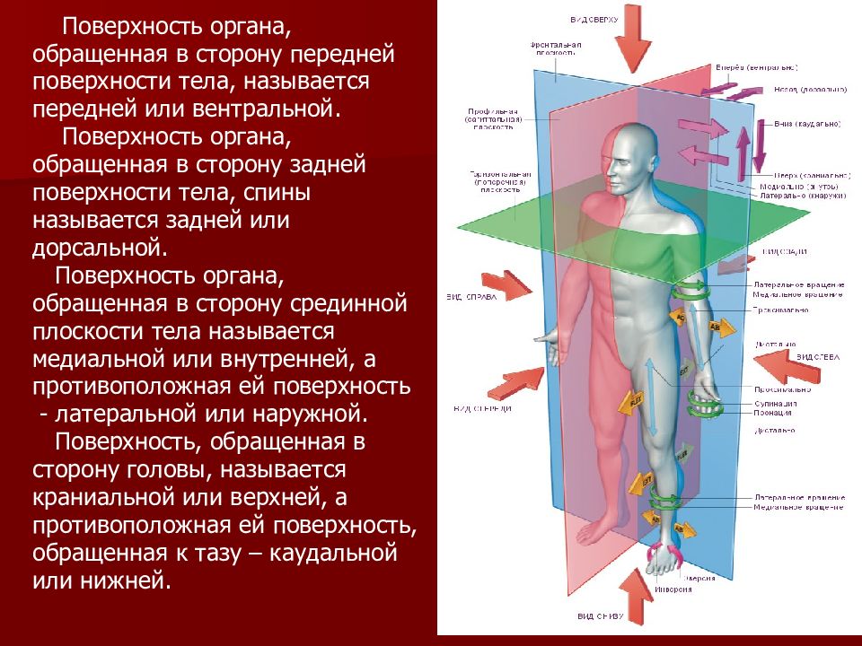 Поверхность тела. Поверхности тела человека. Введение в анатомию человека. Поверхности тела человека анатомия. Вентральная поверхность тела человека это.