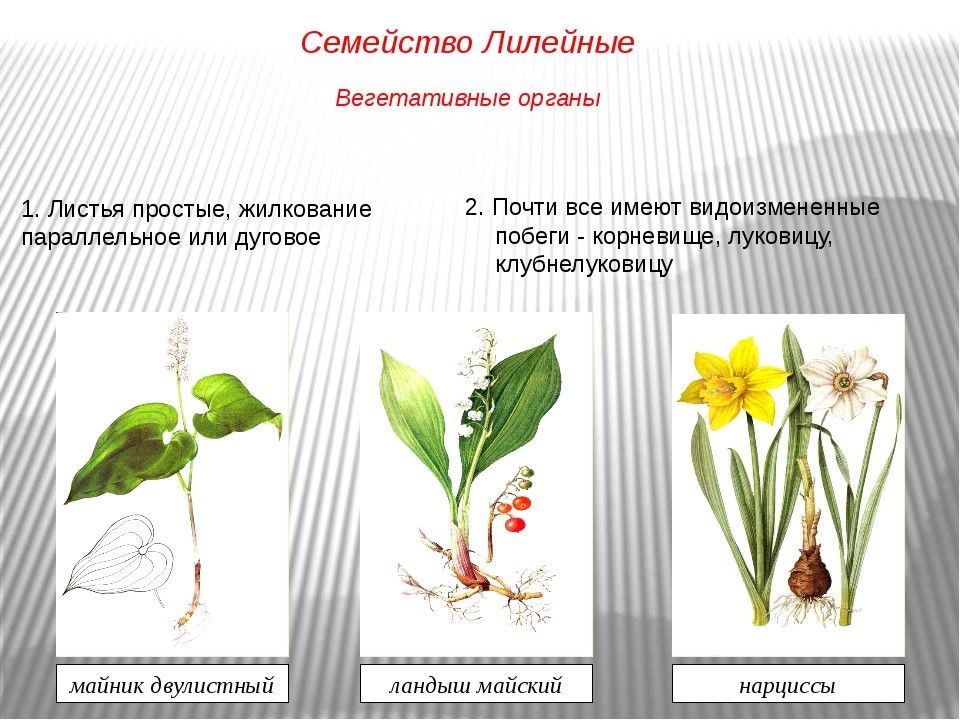 Проект по биологии лилейные 6 класс