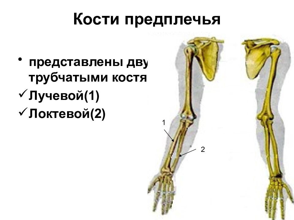 Лучевой кости предплечья