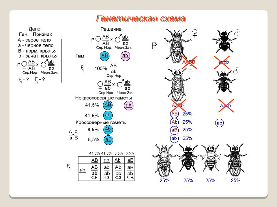 Сцепленное наследование генов презентация
