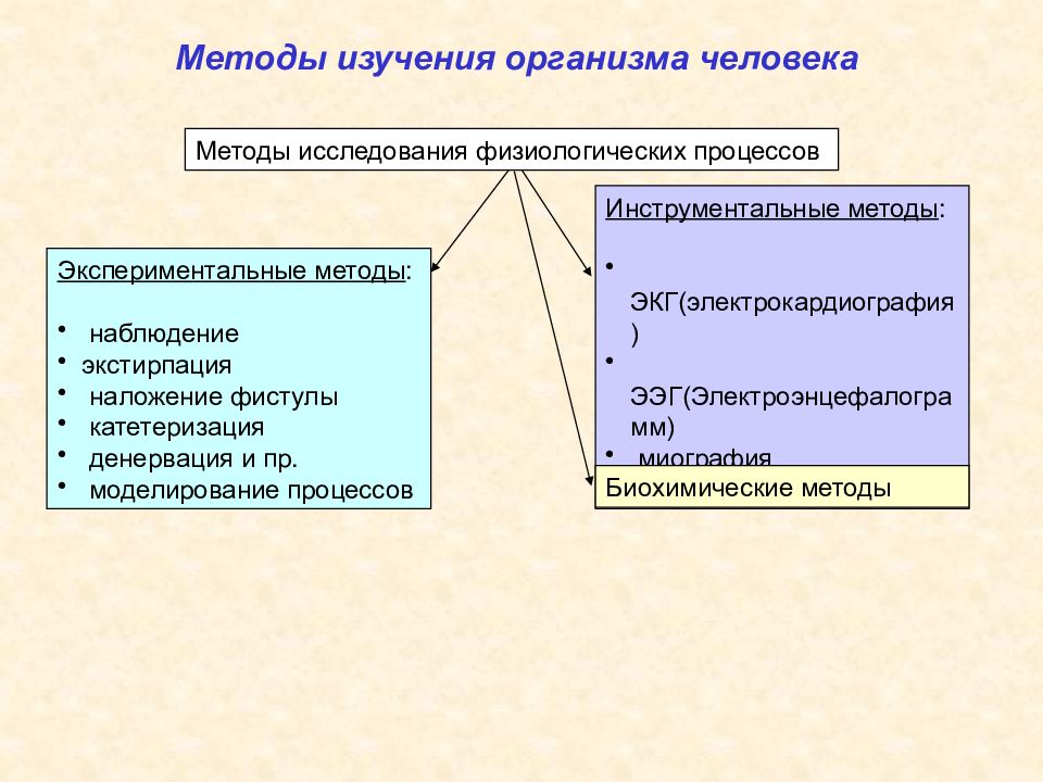 Современные методы изучения организма человека презентация