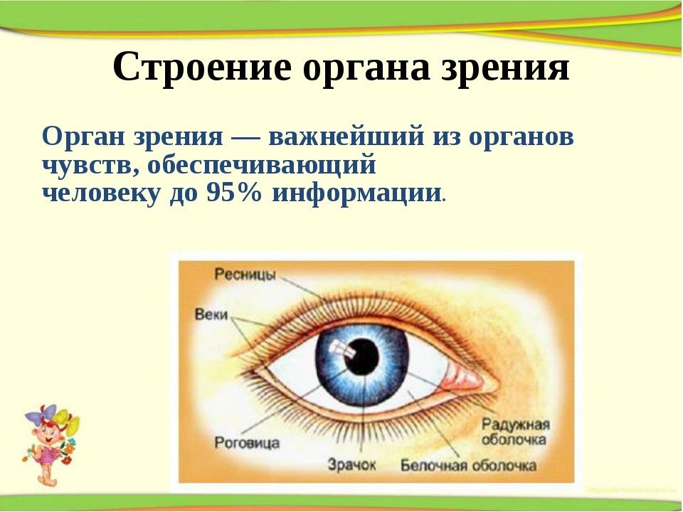 Глаз орган чувств человека. Органы чувств человека зрение. Строение органов чувств. Строение зрительного органа чувств. Строение органа зрения.