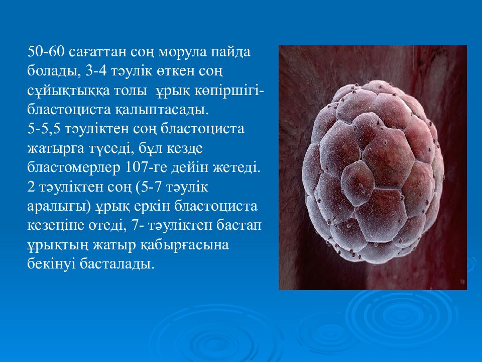 60 ч. Морула образуется на этапе. Стадия морулы. Бластула морула бластоциста. Клетка морула.