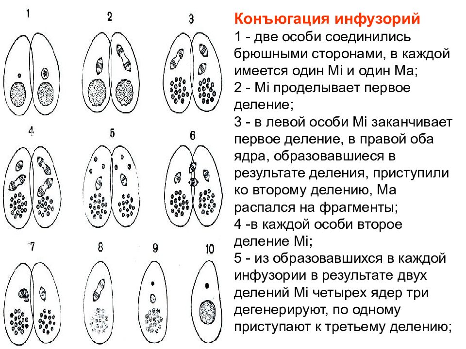 Несколько особей. Этапы конъюгации инфузорий. Конъюгация инфузорий схема. Процесс конъюгации у инфузорий. Половой процесс инфузории.