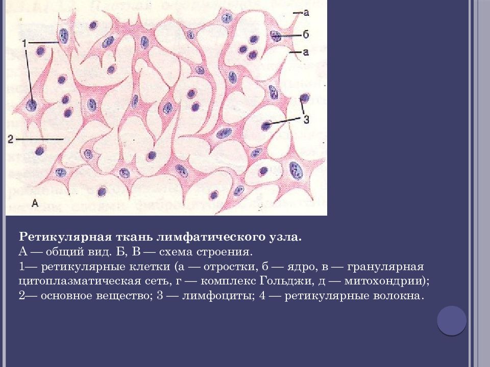 Рисунок ретикулярной ткани