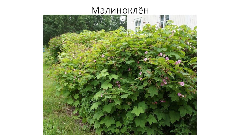 Клен малинов. Клен малина кустарник. Куст малина клен. Малина-клен кустарник фото.