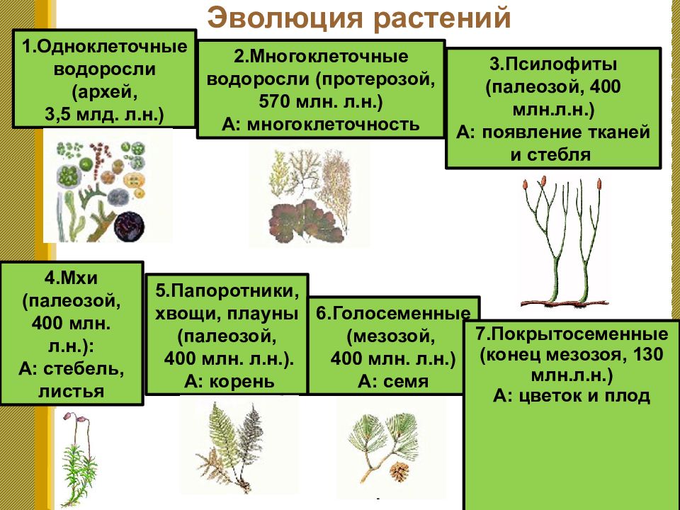Последовательность появления покрытосеменных. Предки покрытосеменных. Эволюция растений презентация. Эволюция покрытосеменных растений. Схема этапы развития растений на земле.
