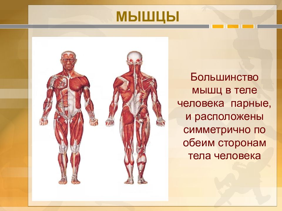 Влияние физических упражнений на мышцы презентация