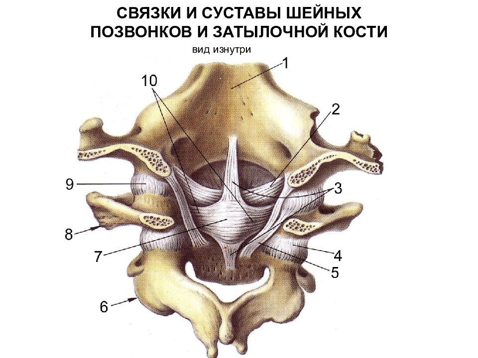 Между черепом и позвоночником. Атланто затылочный сустав строение. Строение срединный атлантоосевой сустав анатомия. Соединение 1 шейного позвонка с черепом. Латеральный атлантоосевой сустав оси.