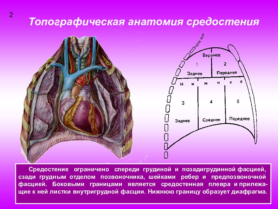 Средостение топографическая анатомия презентация