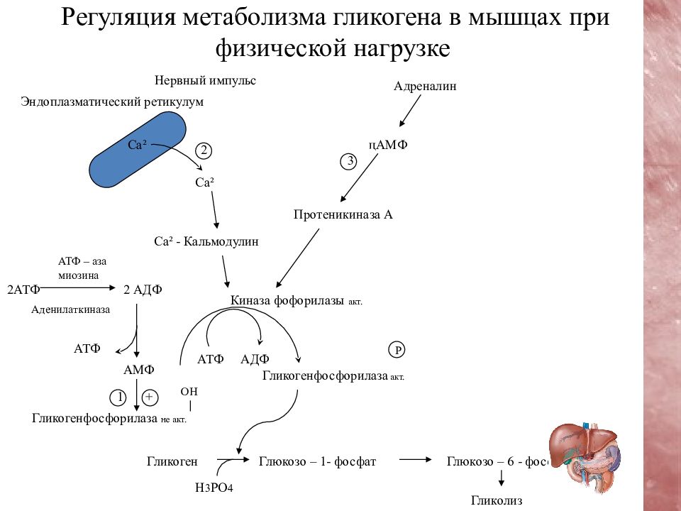 Схема мобилизация гликогена