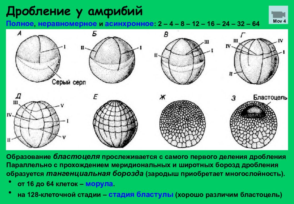 Неравномерное дробление. Тип дробления у амфибий. Дробление полное неравномерное у амфибий. Дробление яйцеклетки амфибий. Дробление зиготы амфибий.