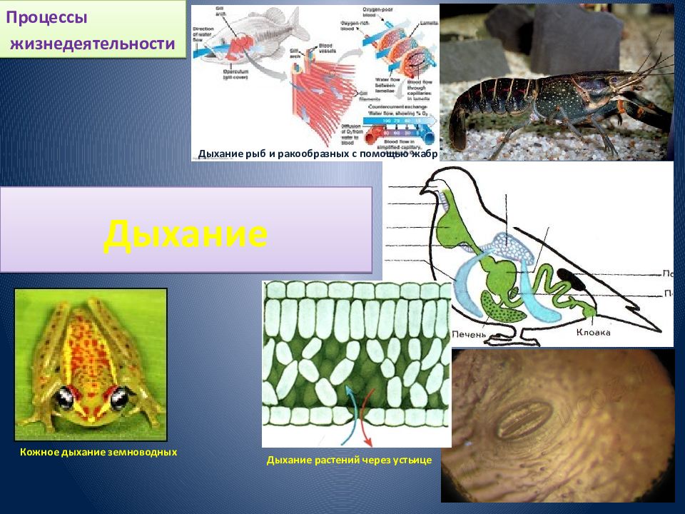 Земноводные дышат жабрами