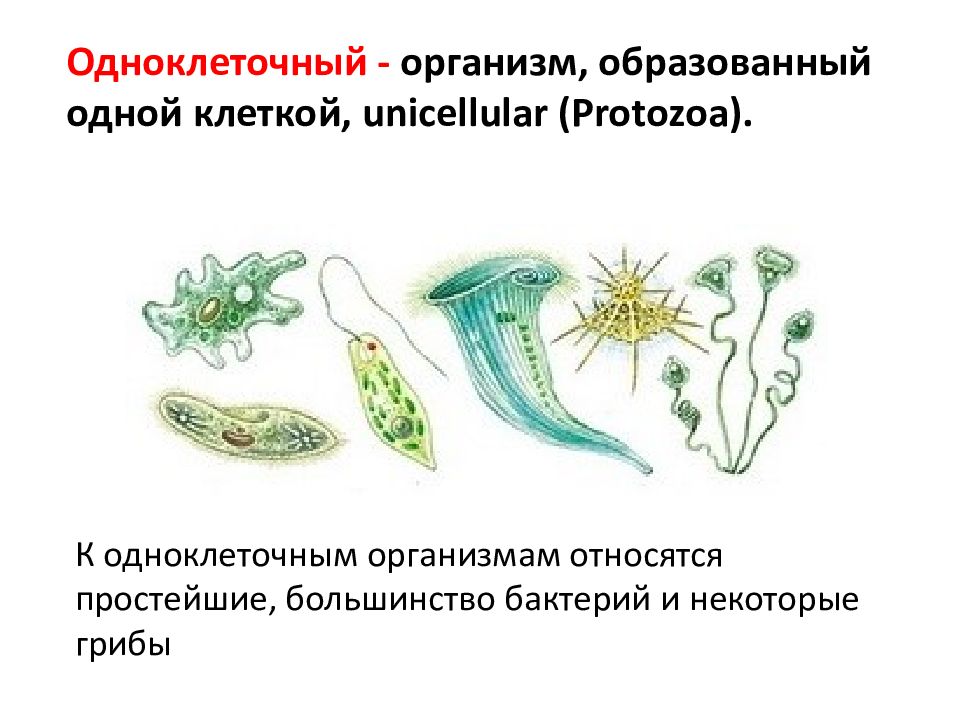 Простейший организм что это. Кто относится к простейшим. К простейшим относятся. Цитология наука о клетке презентация 9 класс. К простейшим организмам не относятся.