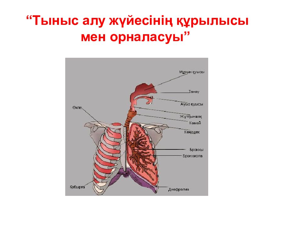 Тыныс алу жүйесінің құрылысы мен орналасуы”