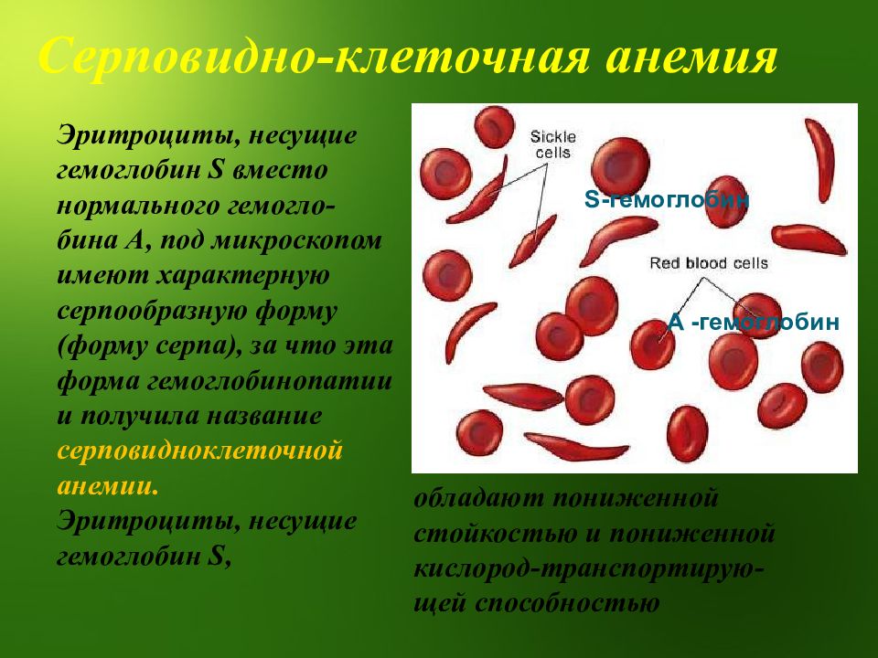 Как называется форма эритроцита