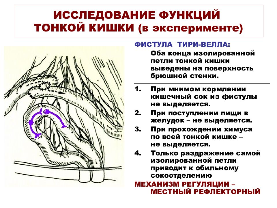 Тонкий кишечник функции. Изолирование кишки по тири-велла. Исследование тонкого кишечника методы. Методы исследования моторной функции тонкой кишки.