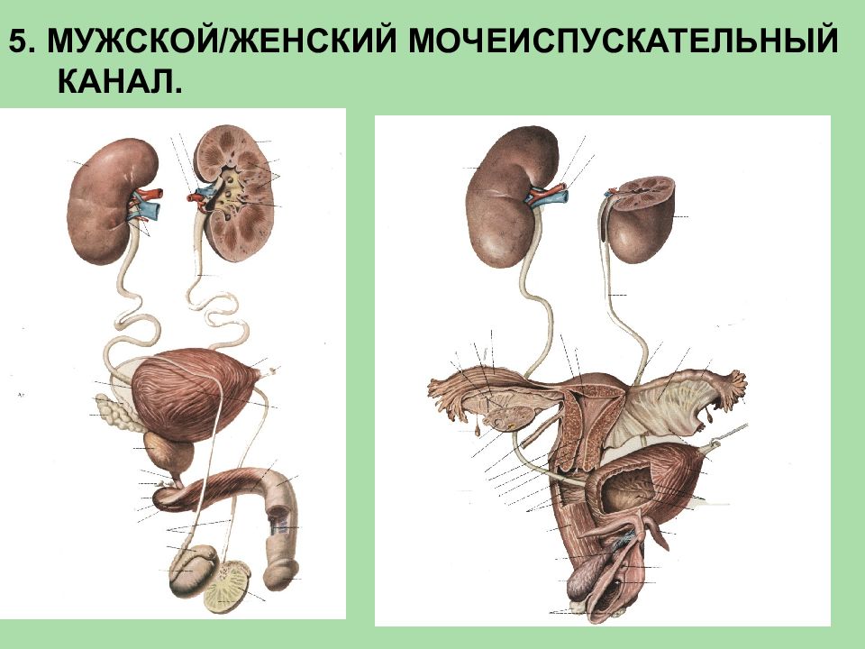 Анатомия мочеполовой системы презентация