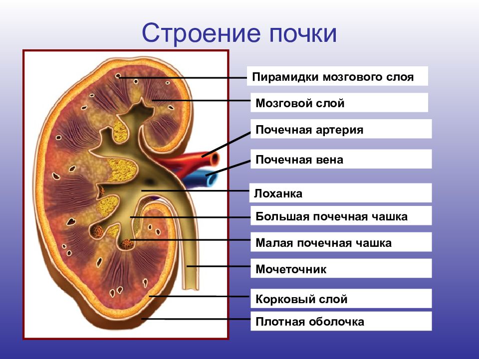 Какой цифрой на рисунке обозначен корковый слой почки