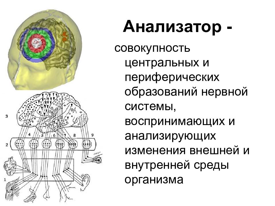 Анализатор это. Анализаторы нервной системы. Нерв и анализатор. Анализаторы центральной нервной системы. Анализаторы внешней и внутренней среды.