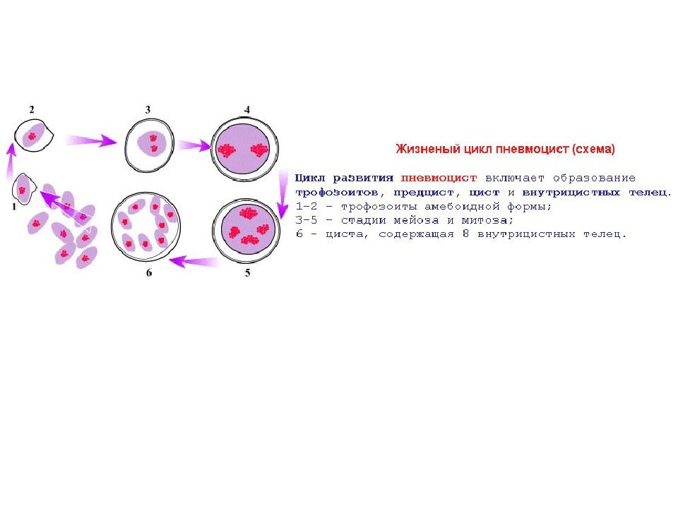 Пневмоцисты. Пневмоциста жизненный цикл схема. Пневмоцисты цикл развития схема. Pneumocystis CARINII жизненный цикл. Пневмоцистоз цикл развития.
