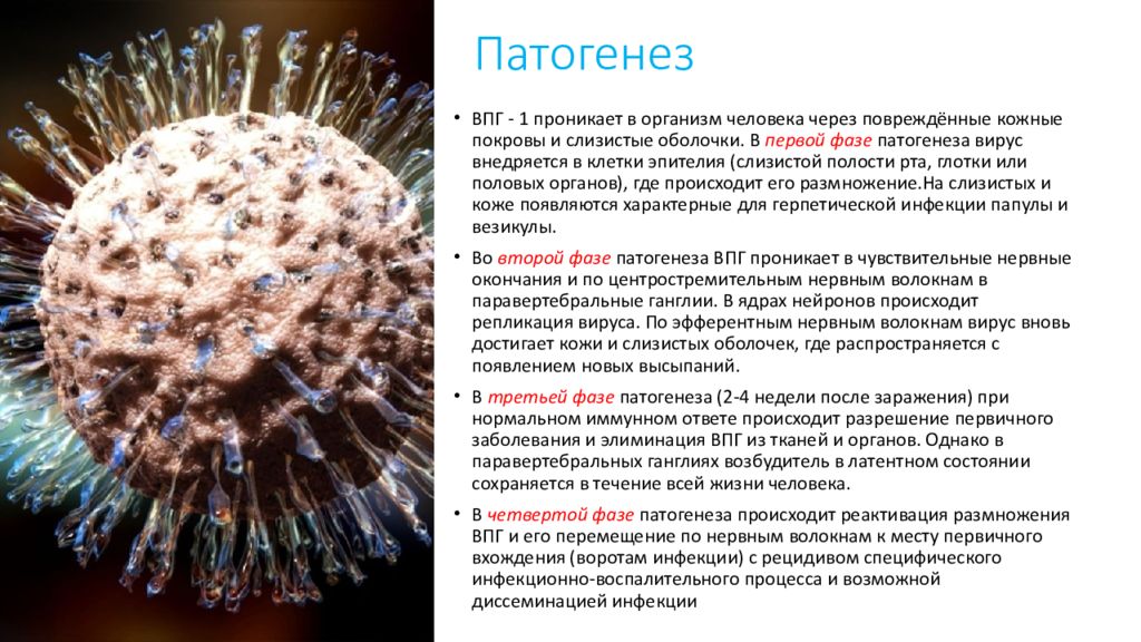 Вирусы герпеса презентация