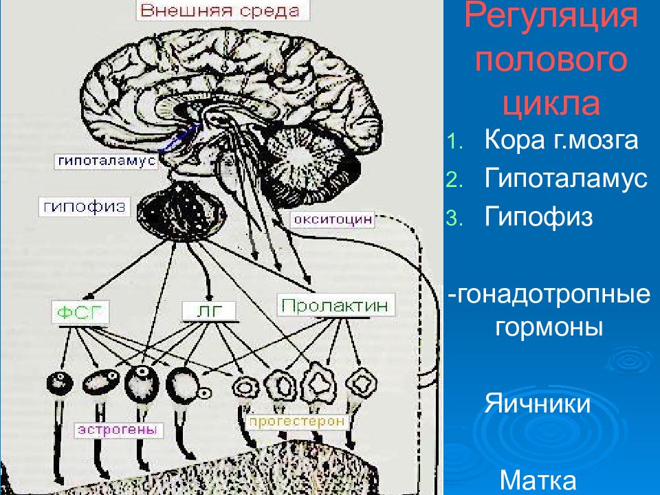 Гипоталамус регуляция. Регуляция полового цикла у животных. Гормональная регуляция полового цикла. Фазы полового цикла у животных. Регуляция гонадотропных гормонов.