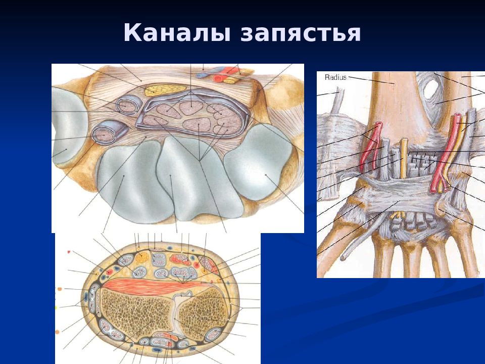 Образован канал. Запястный канал топографическая анатомия. Каналы запястья топографическая анатомия схема. Лучезапястный сустав топографическая анатомия. Каналы лучезапястного сустава топографическая анатомия.