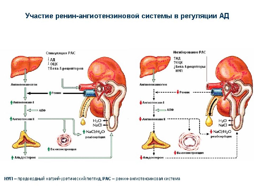 Почка презентация по анатомии