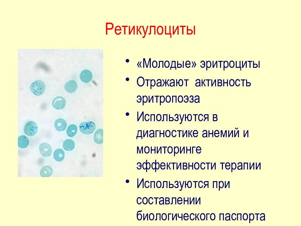 Ретикулоциты повышены. Ретикулоциты в периферической крови. Ретикулоциты показатели. Ретикулоциты это молодые эритроциты. Ретикулоциты 1.9.