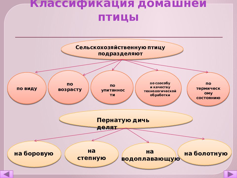 Схема первичной обработки домашней птицы