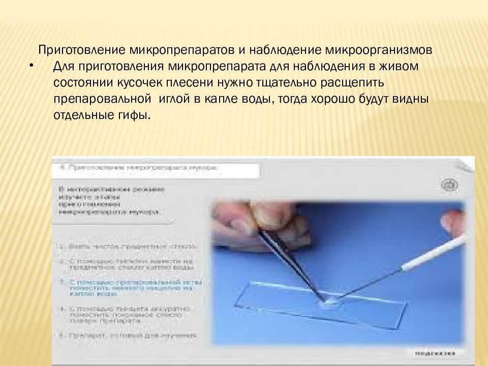 презентация: Тема: «ВИДЫ БАКТЕРИЙ»