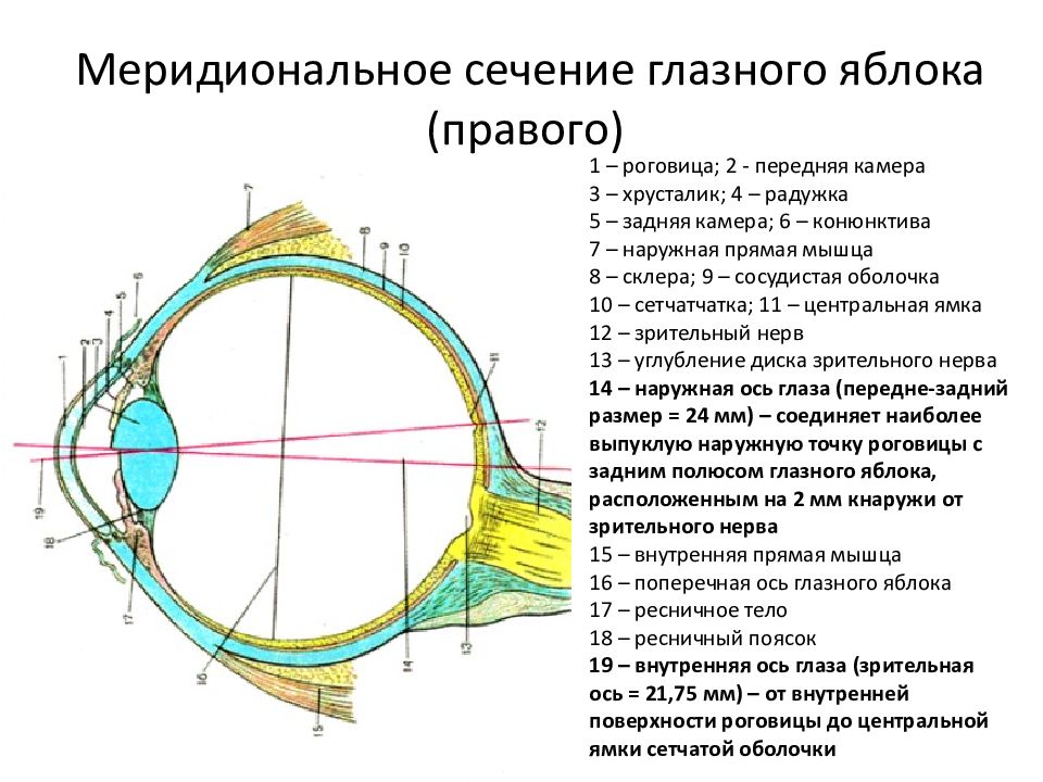 Внутренняя ось. Оси глазного яблока анатомия. Строение глазного яблока горизонтальный разрез. Зрительная ось глазного яблока. Орган зрения: меридиональное сечение.