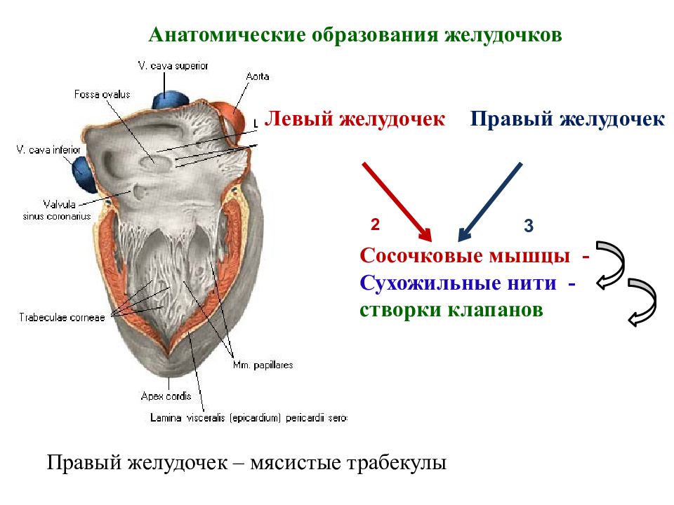 Правый желудочек функции. Анатомия клапанов сердца сосочковые мышцы. Трабекулы сосочковые мышцы. Анатомические образования сердца трабекулы. Правый желудочек сердца.