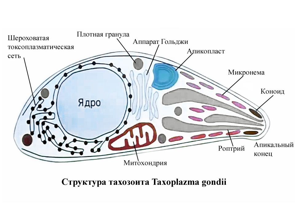 Малярийный плазмодий клетка. Строение токсоплазмы Toxoplasma gondii. Токсоплазма гондии строение схема. Трофозоит токсоплазмы строение. Токсоплазма гондии строение.
