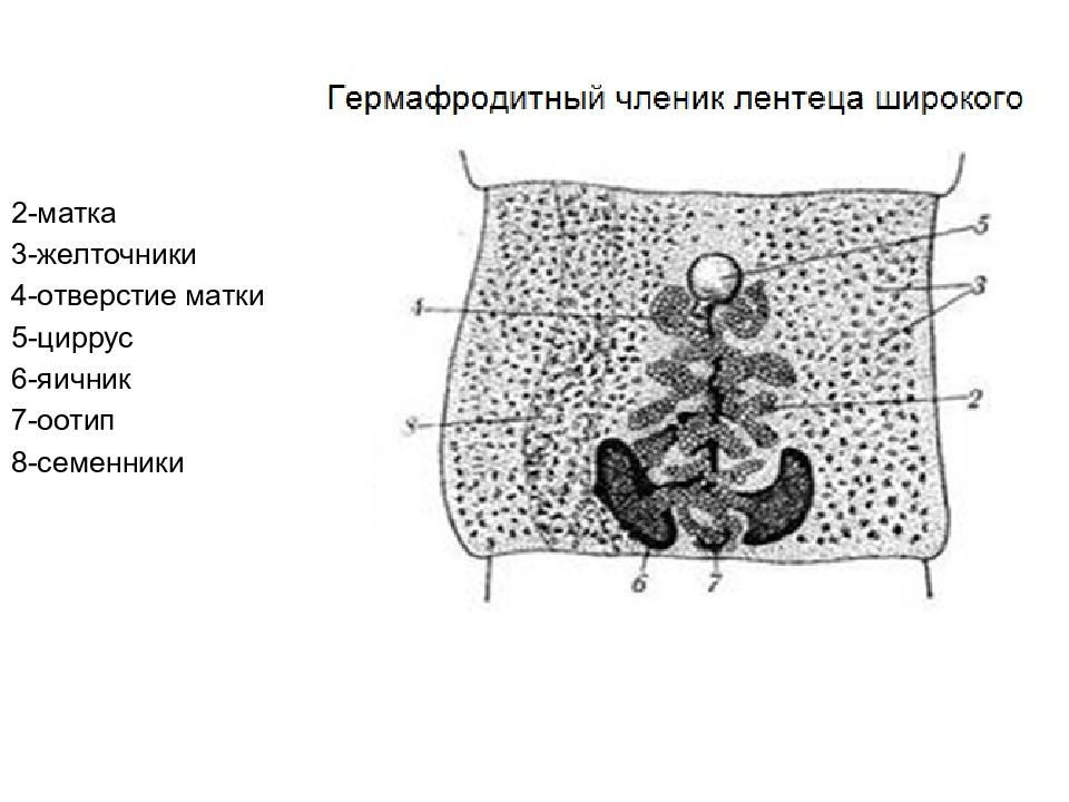 Лентец широкий сколекс рисунок