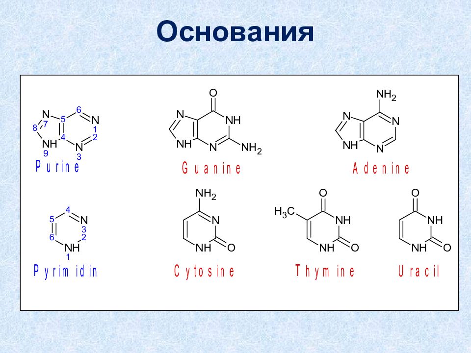 N основаниями являются. N основания. Пиримидиновые основания ДНК И РНК. Изомерия нуклеиновых кислот. Комплементарные основания в нуклеиновых кислотах.