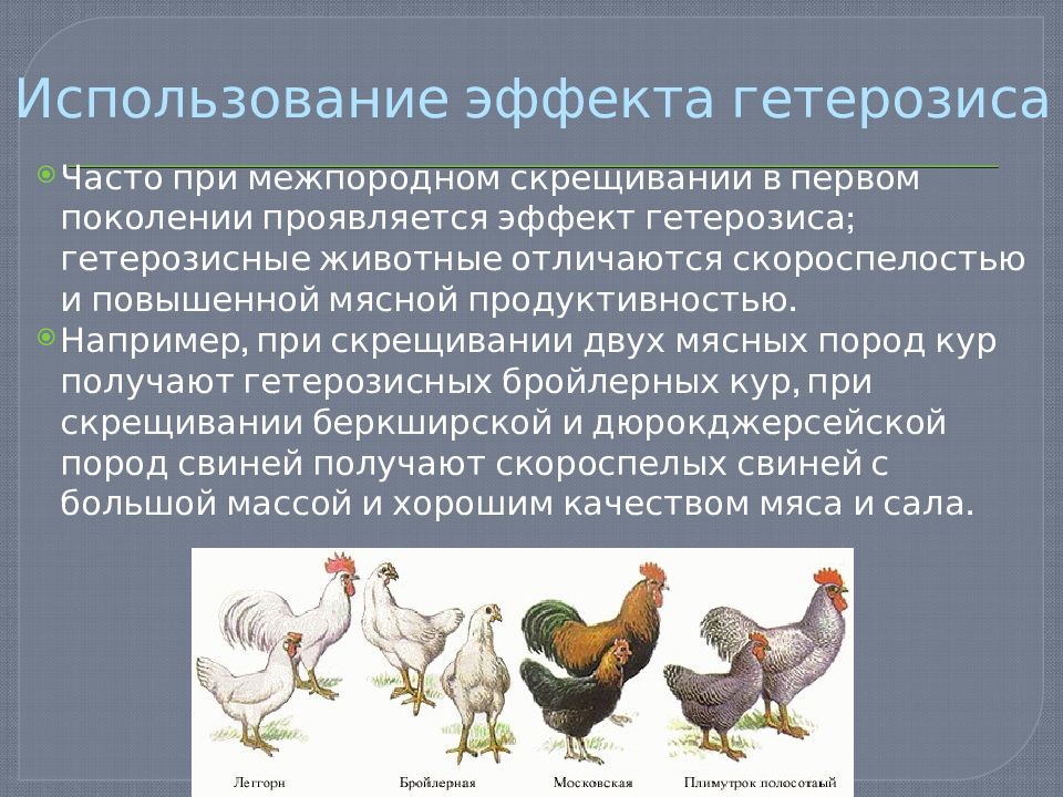 Гетерозис метод селекции. Схема селекции кур. Проявление гетерозиса у животных.