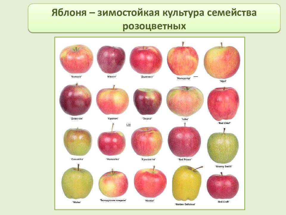 Многообразие и происхождение культурных растений