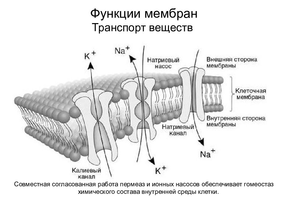 Виды каналов мембраны. Строение ионного канала мембраны. Строение мембраны клетки ионный канал. Ионные насосы клеточной мембраны. Строение ионных каналов клеточной мембраны.