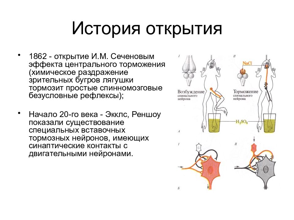 Сеченовское торможение схема