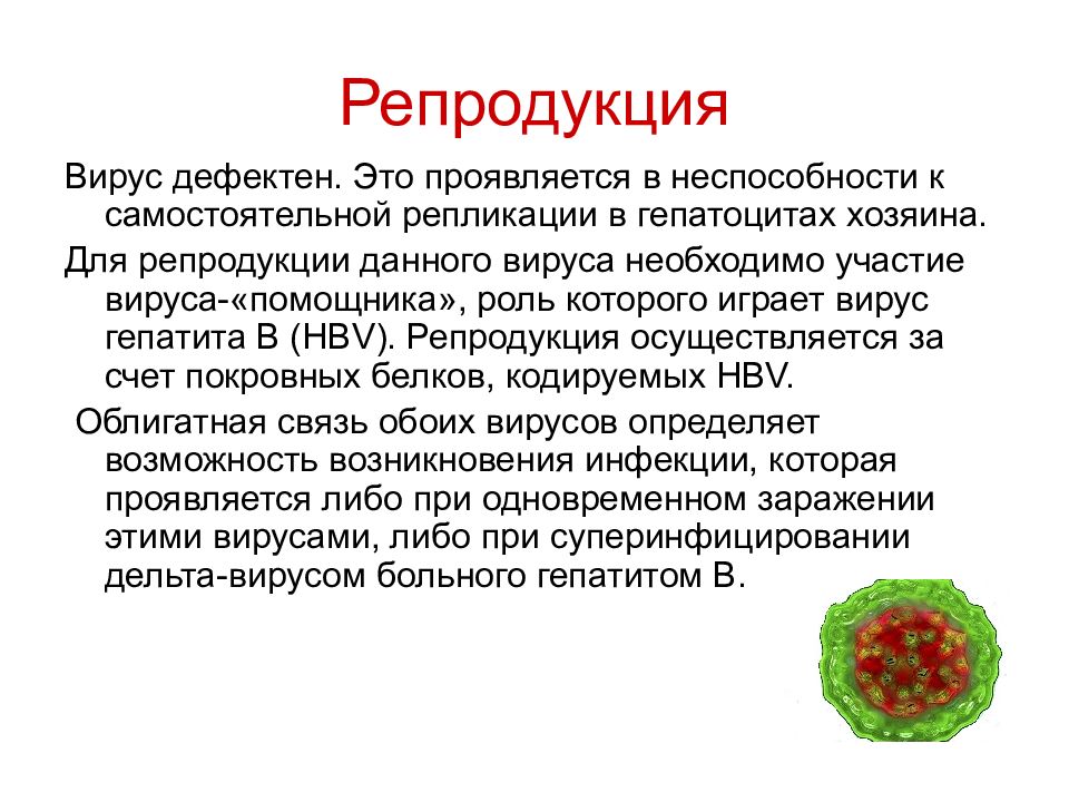 Гепатит описание вируса. Репродукция вируса гепатита д. Дефектные вирусы это микробиология. Гепатит с репродукция микробиология. Вирус гепатита d микробиология.