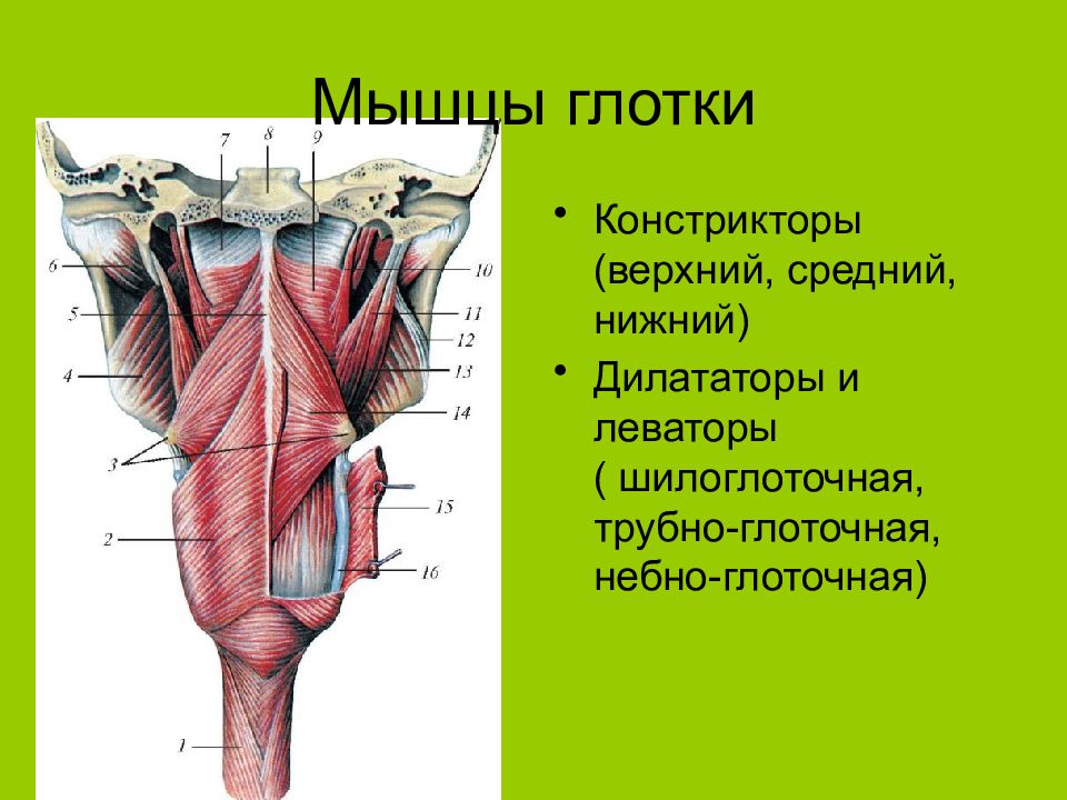 Глотка слои. Верхняя мышца констриктор глотки. Мышца Нижний констриктор глотки. Мышцы языка анатомия вид снизу. Мышцы гортани анатомия на латинском.