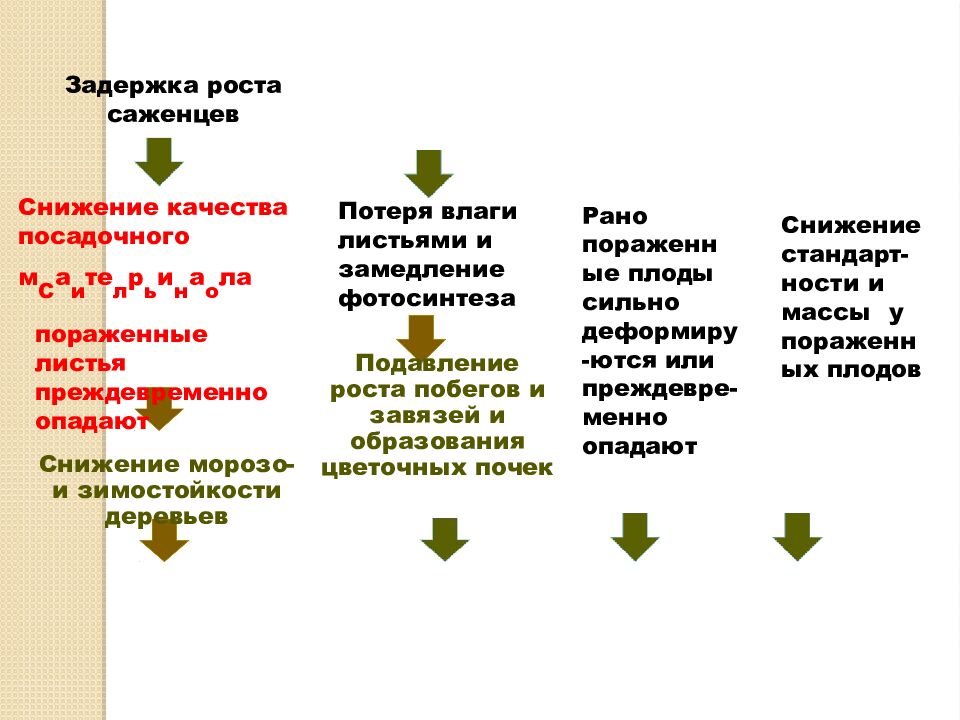 Задержка роста саженцев