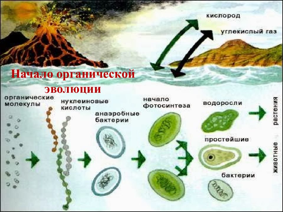 Теория биопоэза презентация