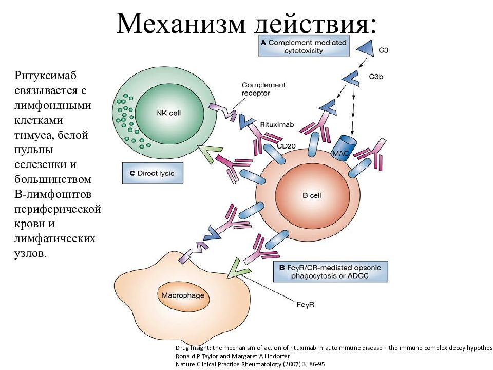 Моноклональные антитела в ревматологии презентация