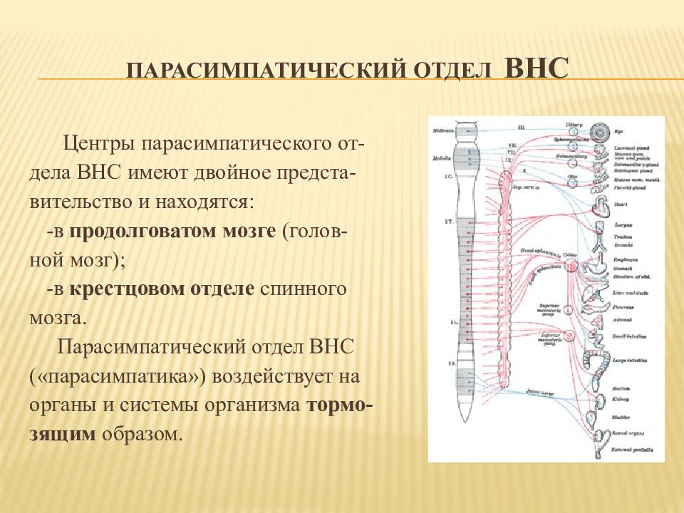 Парасимпатическое ядро спинного мозга