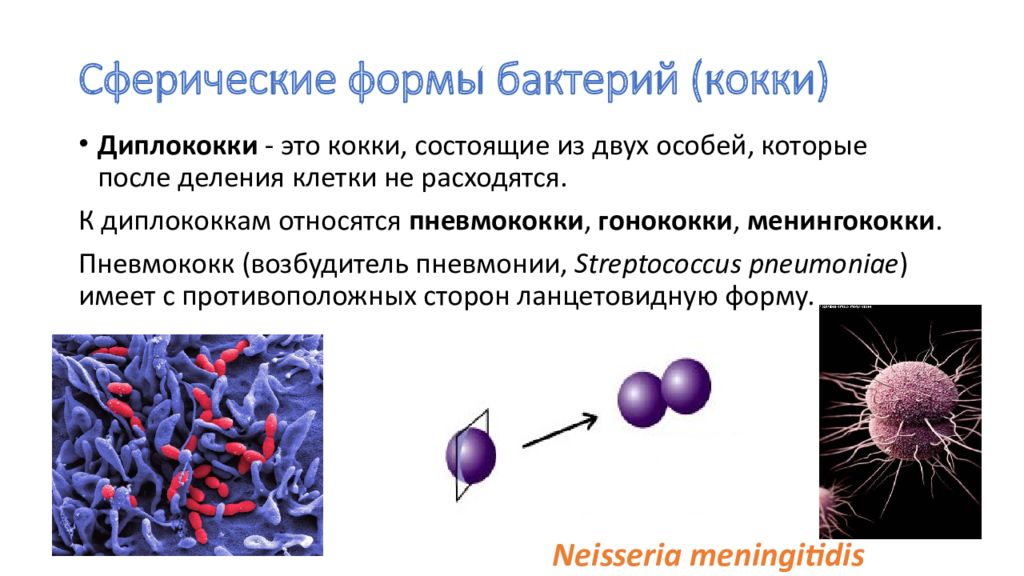 Диплококки стрептококки стафилококки. Диплококки лечение. Кокки диплококки рисунок микробиология. Морфотип стрептококк. Диплококки лечение.
