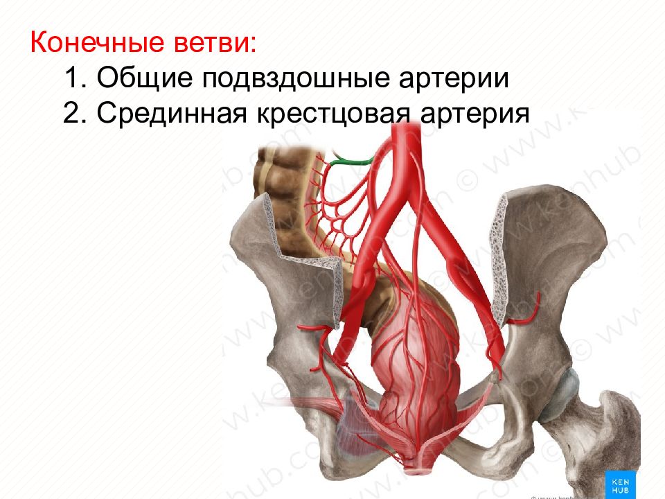 Подвздошная артерия. Ветви общей подвздошной артерии. Общая подвздошная артерия анатомия. Общая подвздошная артерия и ее ветви. Общие подвздошные артерии и срединная крестцовая артерия.